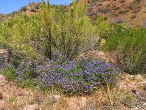 Blue flowers on desert floor.